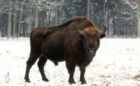 Bison
